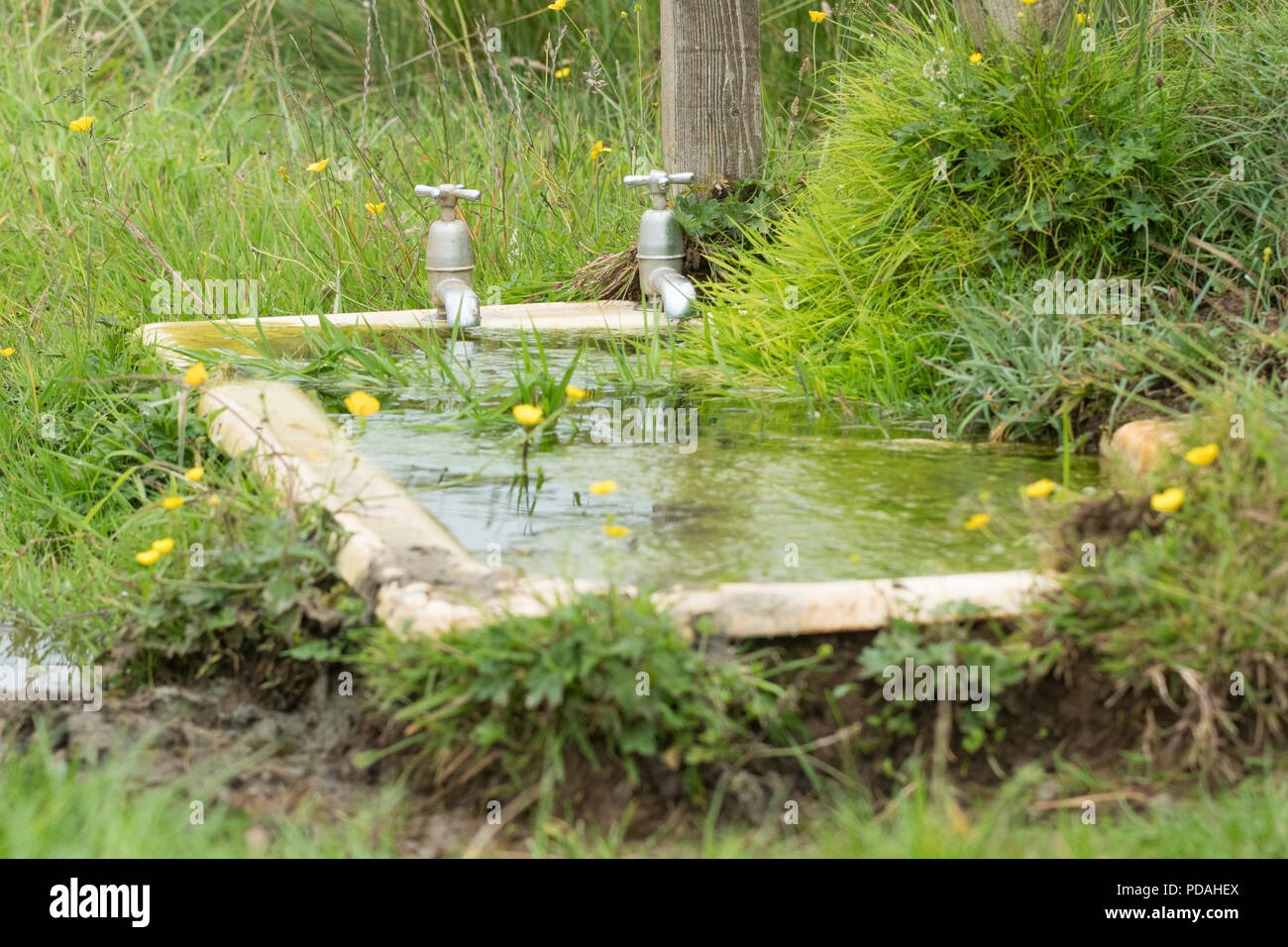 bath outside used as a cattle water trough - Scotland, UK Stock Photo