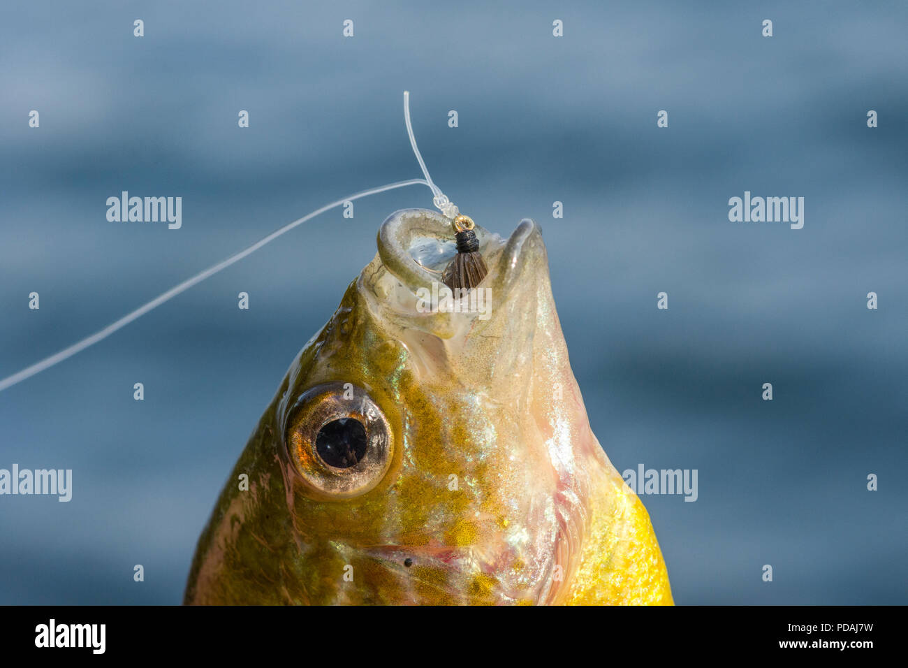 A pumpkinseed (Lepomis gibbosus) caught fishing with a fly. Stock Photo