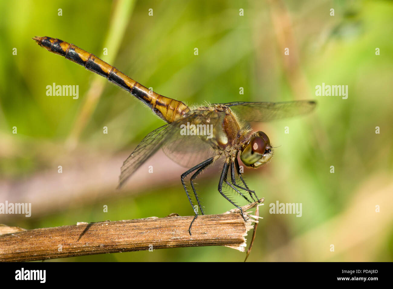 A meadowhawk (Sympetrum sp.) dragonfly resting in the sun next to a pond. Stock Photo