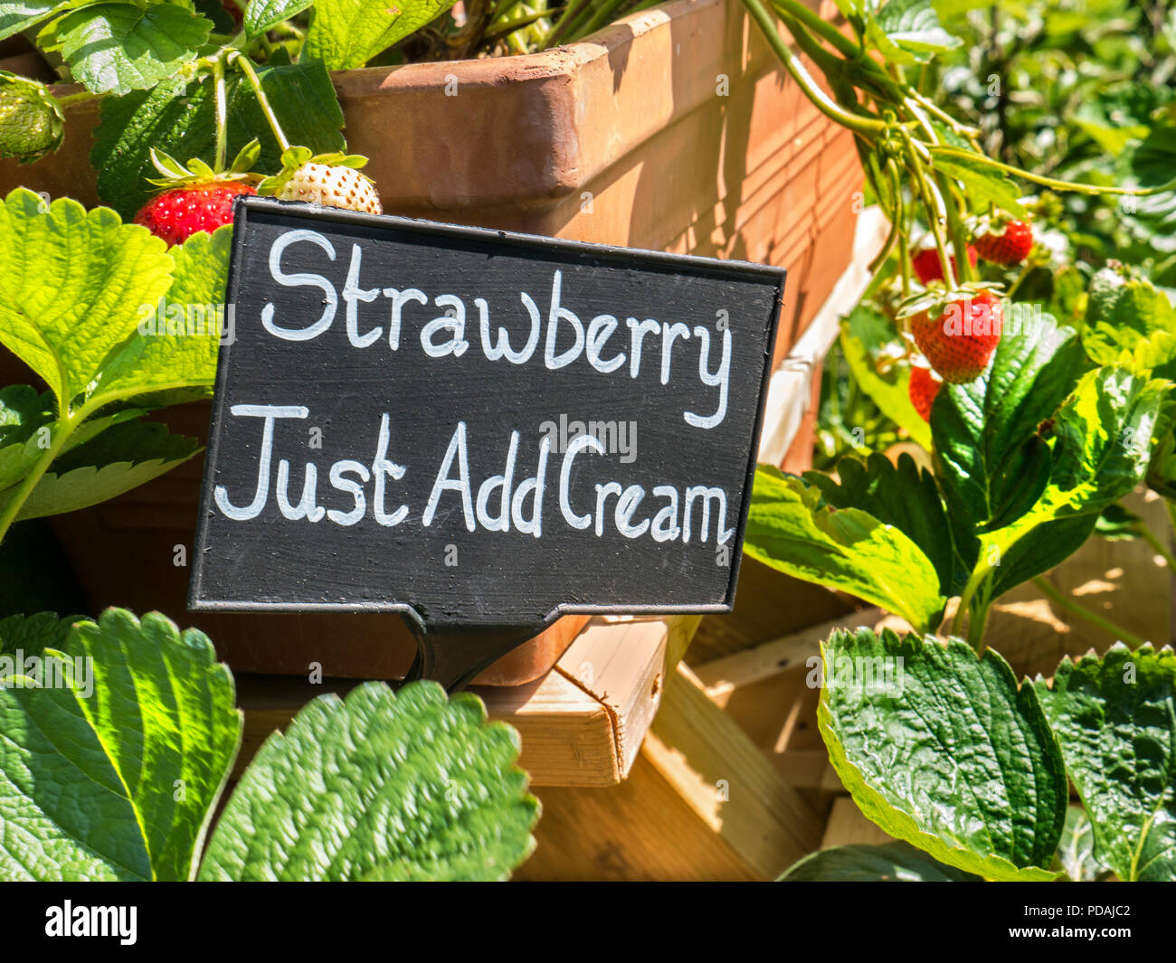 Strawberry plants on display for sale with quirky ‘Strawberry Just Add Cream’ blackboard sign horticultural fruit Market Stall Outdoors UK Stock Photo