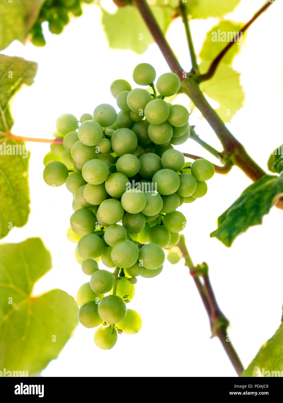 Fragola / Isabella variety grapes low angle view ripening on vine, sweet dessert strawberry like grape, produces Fragolino Italian Sparkling Wine Stock Photo