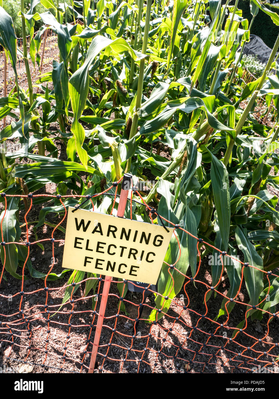 Sweet corn (Zea mays convar. saccharata var. rugosa) Electric Fence with Sign guarding sweetcorn vegetable garden against animal intruders Stock Photo