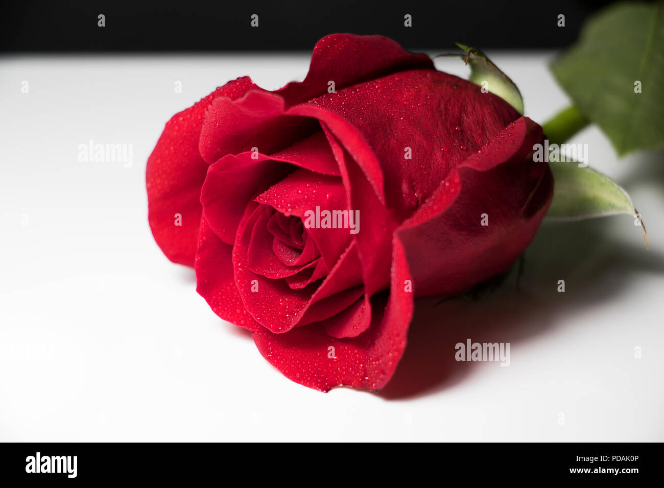 Rose with dew. Close up of a red rose flower Stock Photo - Alamy