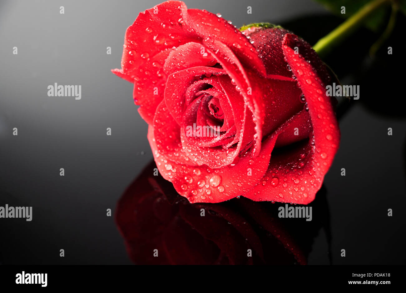 Black Rose Petals Background Water Drops Stock Photo 361321919