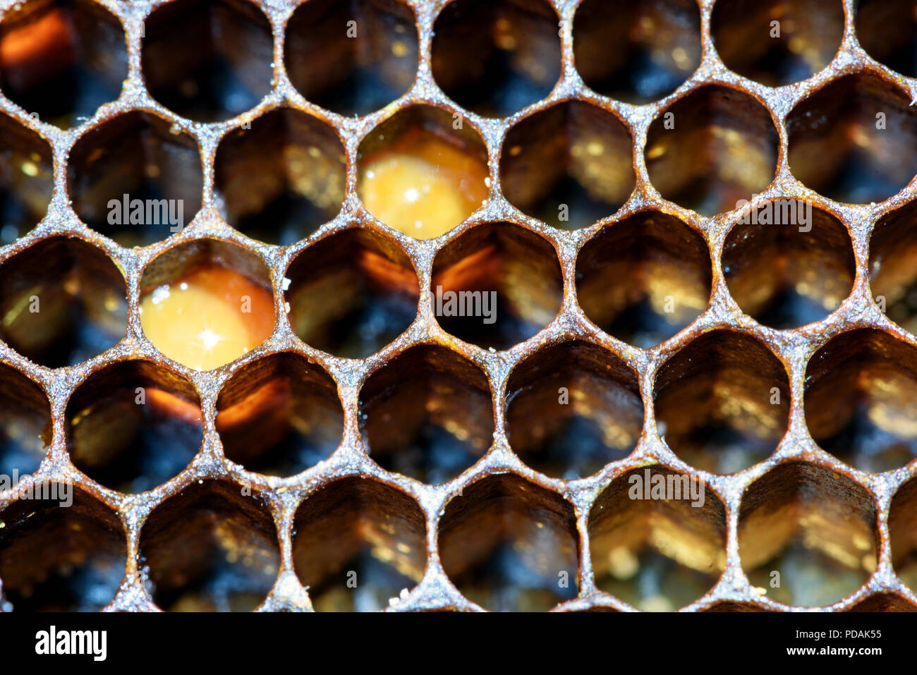 Polygon bee honeycomb pattern hi-res stock photography and images - Alamy