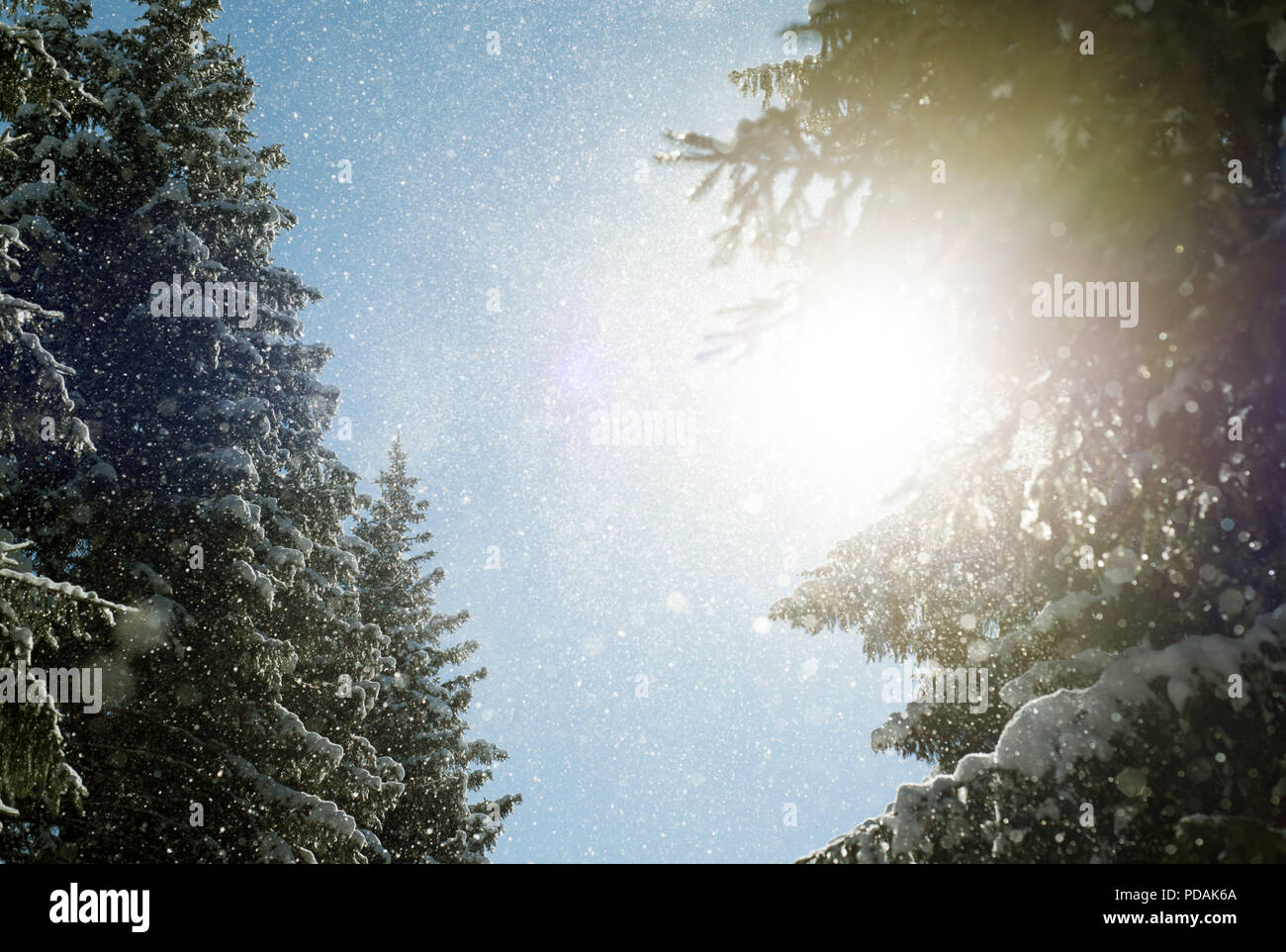 Fresh falling snow flakes fall from lush evergreen pine fir trees and are caught in the warm winter golden rays of sunlight in this wintry woodland sc Stock Photo