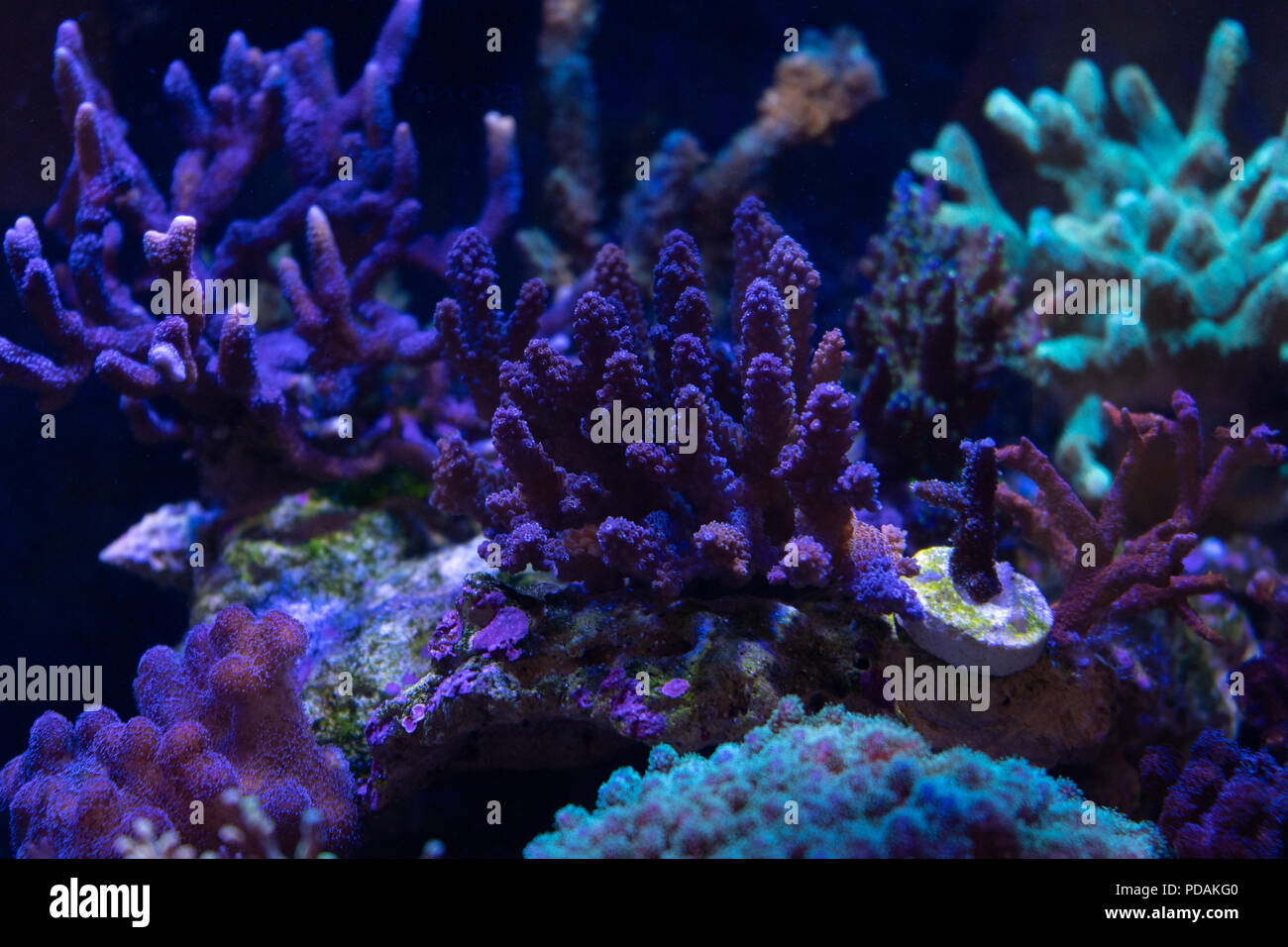 Acropora, SPS hard coral Stock Photo