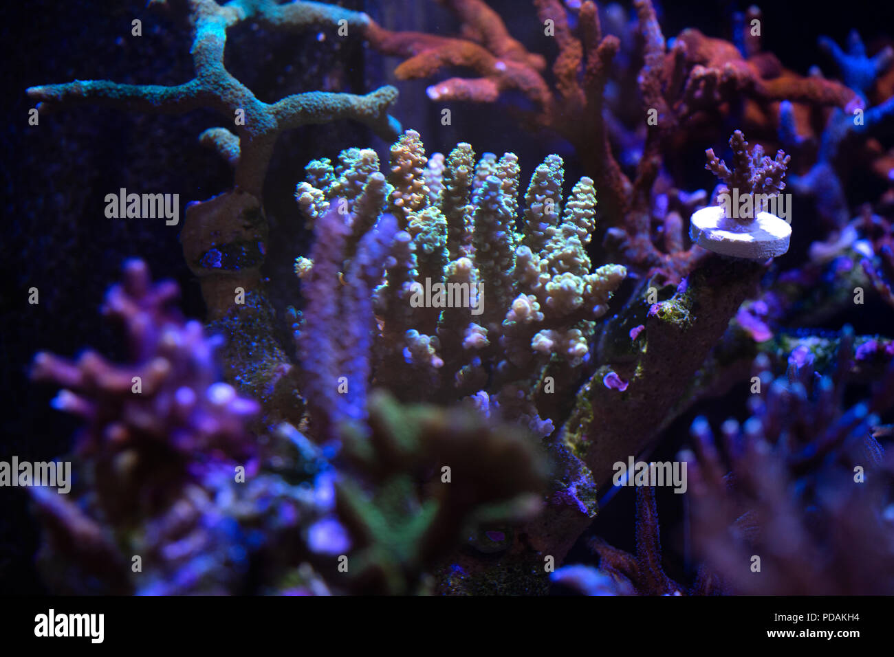 Acropora, SPS hard coral Stock Photo
