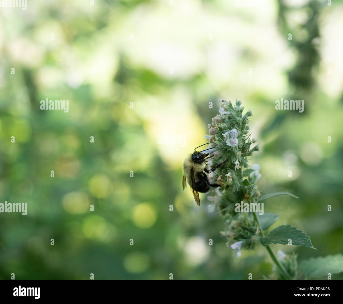 A honey bee gathering pollen from blossoms on a catnip plant. Image has