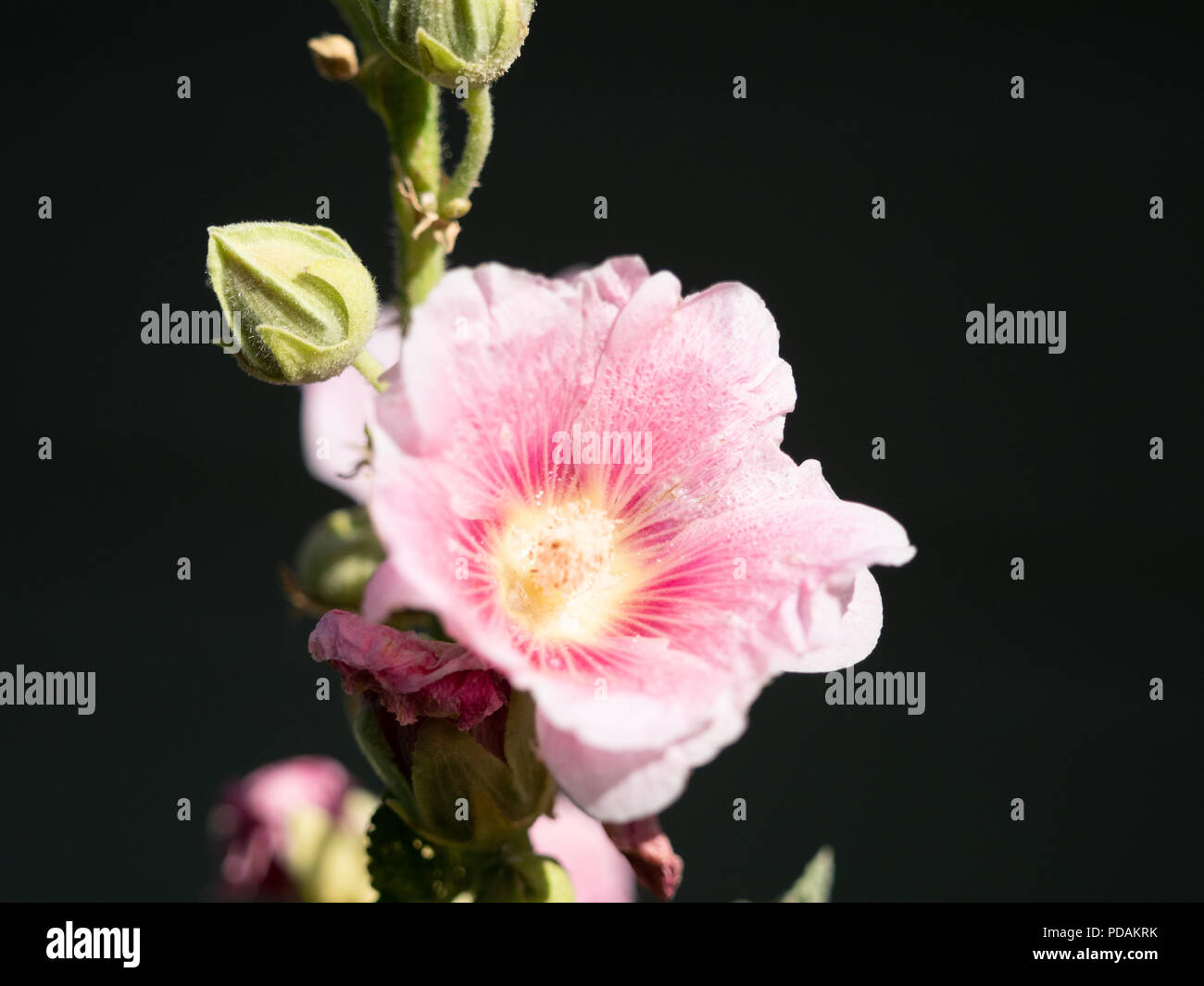 Close up of a pale pink and fuchsia hollyhock flower against a black background. Image has copy space. Stock Photo