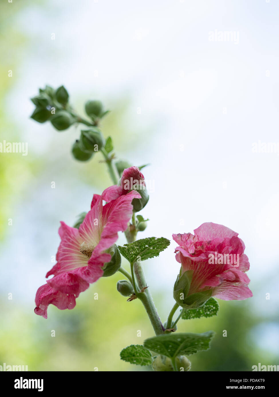 Two hollyhock flowers, one open and one still closed on a stalk with other buds and leaves. Shallow depth of field. Photographed at eye level with cop Stock Photo