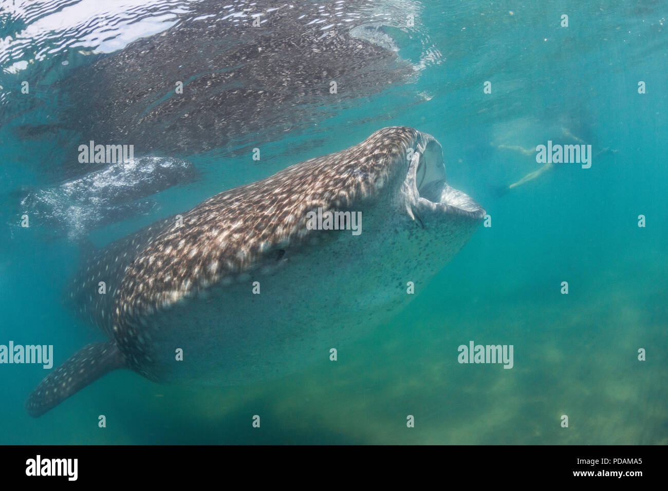 Young whale shark, Rhincodon typus, underwater with snorkeler at El Mogote, Baja California Sur, Mexico. Stock Photo
