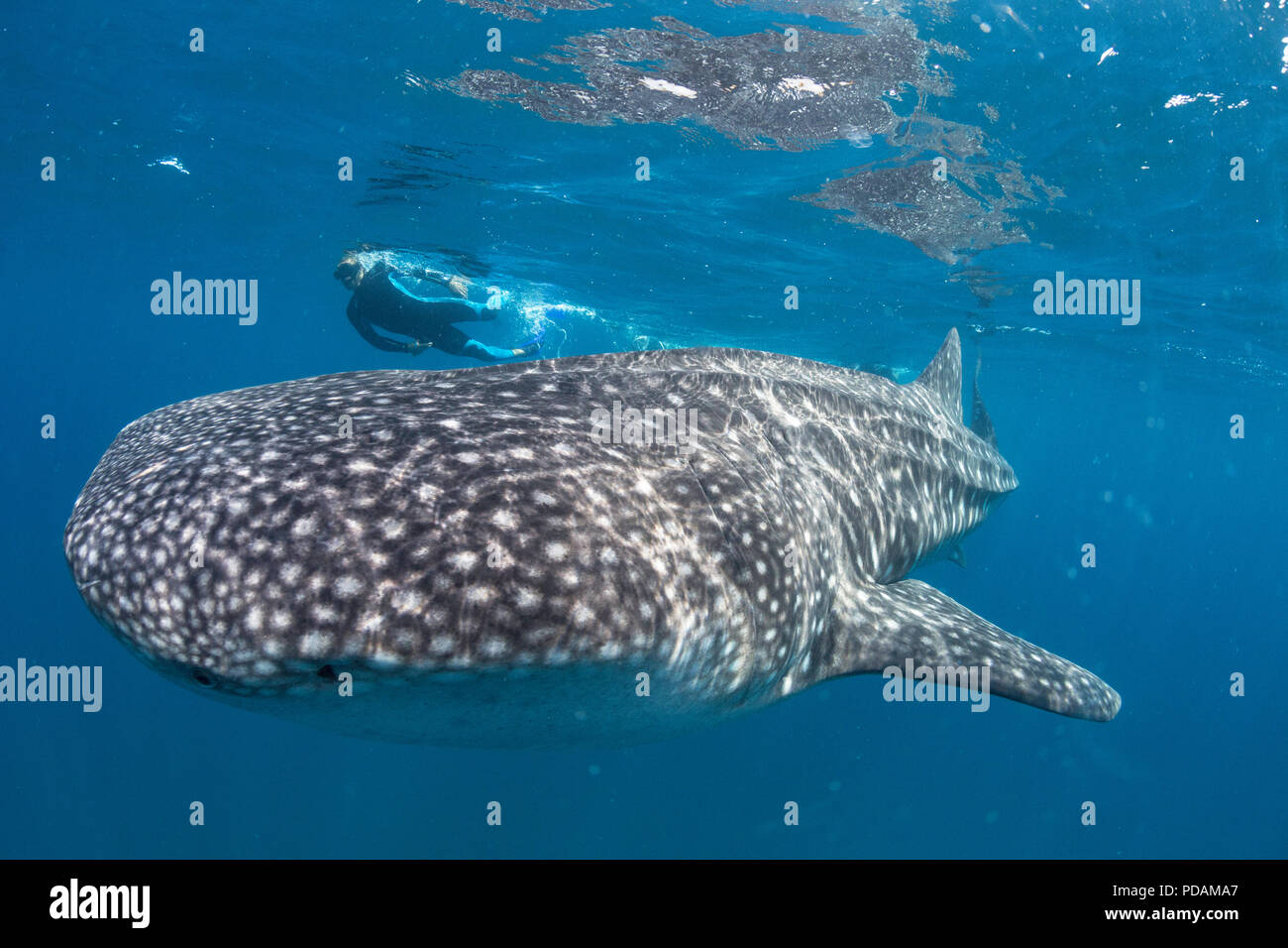 Young whale shark, Rhincodon typus, underwater with snorkeler at El Mogote, Baja California Sur, Mexico. Stock Photo