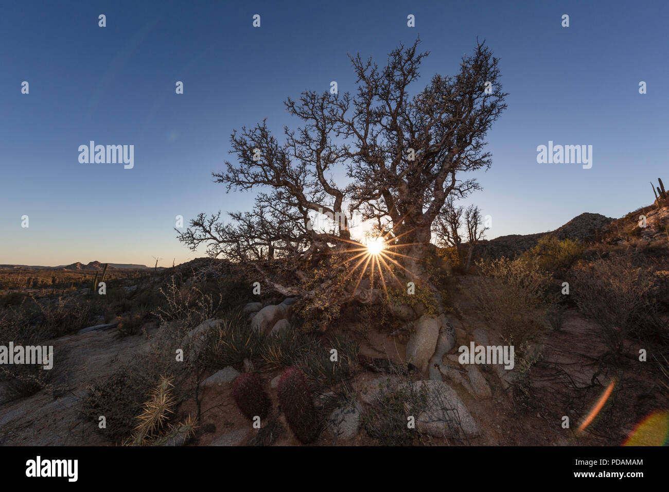 Sunset in sonoran desert hi-res stock photography and images - Alamy