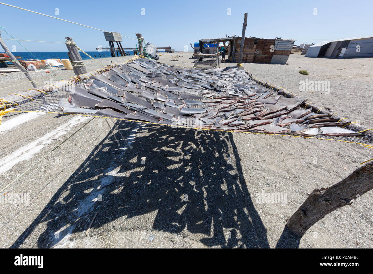 Shark fins drying in the sun from local shark fisherman on Belcher Point, Magdalena Island, BCS, Mexico. Stock Photo