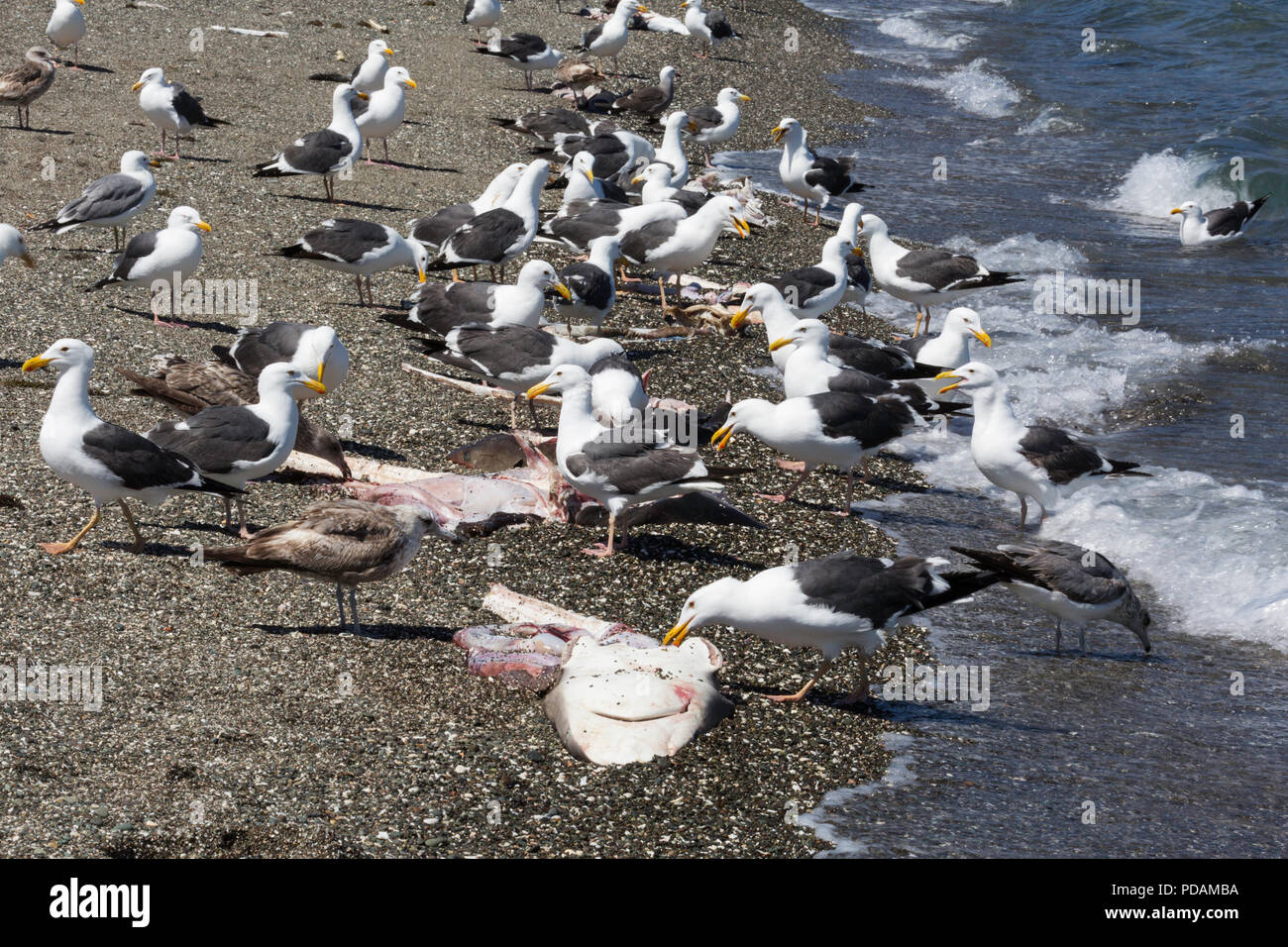 Sharks left on the beach after being finned and cleaned, Belcher Point, Magdalena Island, BCS, Mexico. Stock Photo