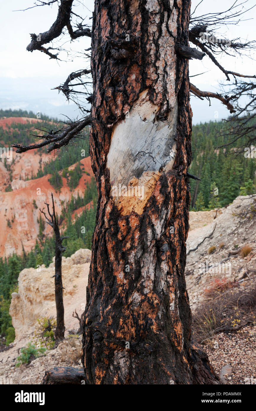 Peeling bark on a ponderosa pine (Pinus Flexilis) in Bryce Canyon National Park, Utah, USA. Stock Photo
