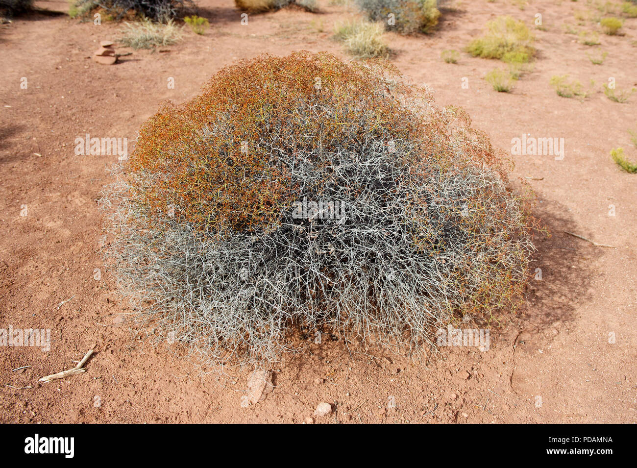 Russian thistle bush in desertic environment, Utah, USA. Stock Photo