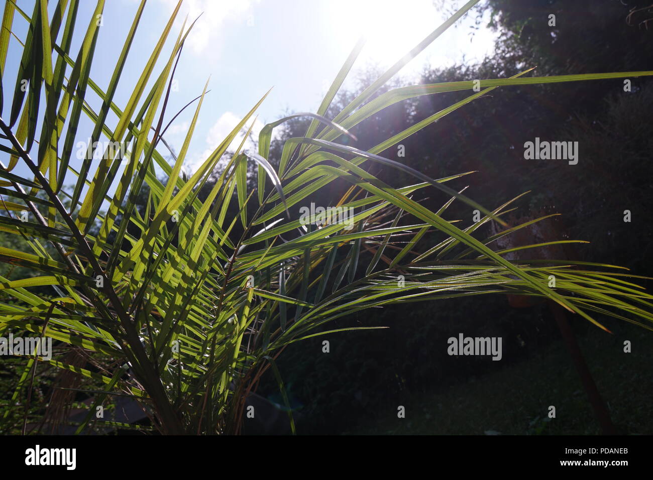 Palm tree Stock Photo