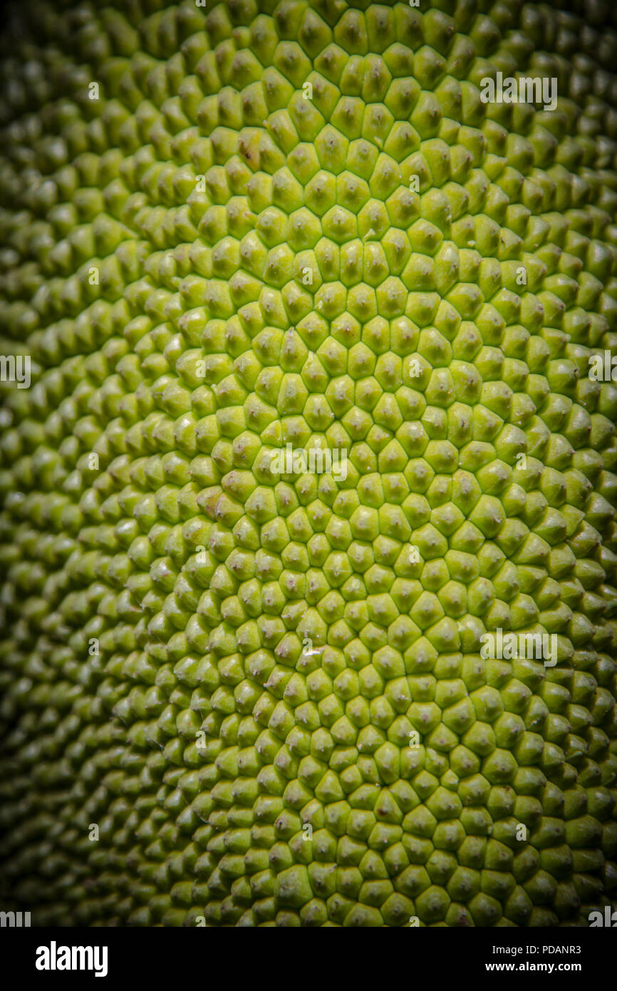 Rough green texture and of close up the young jackfruit used as background for text input. Stock Photo