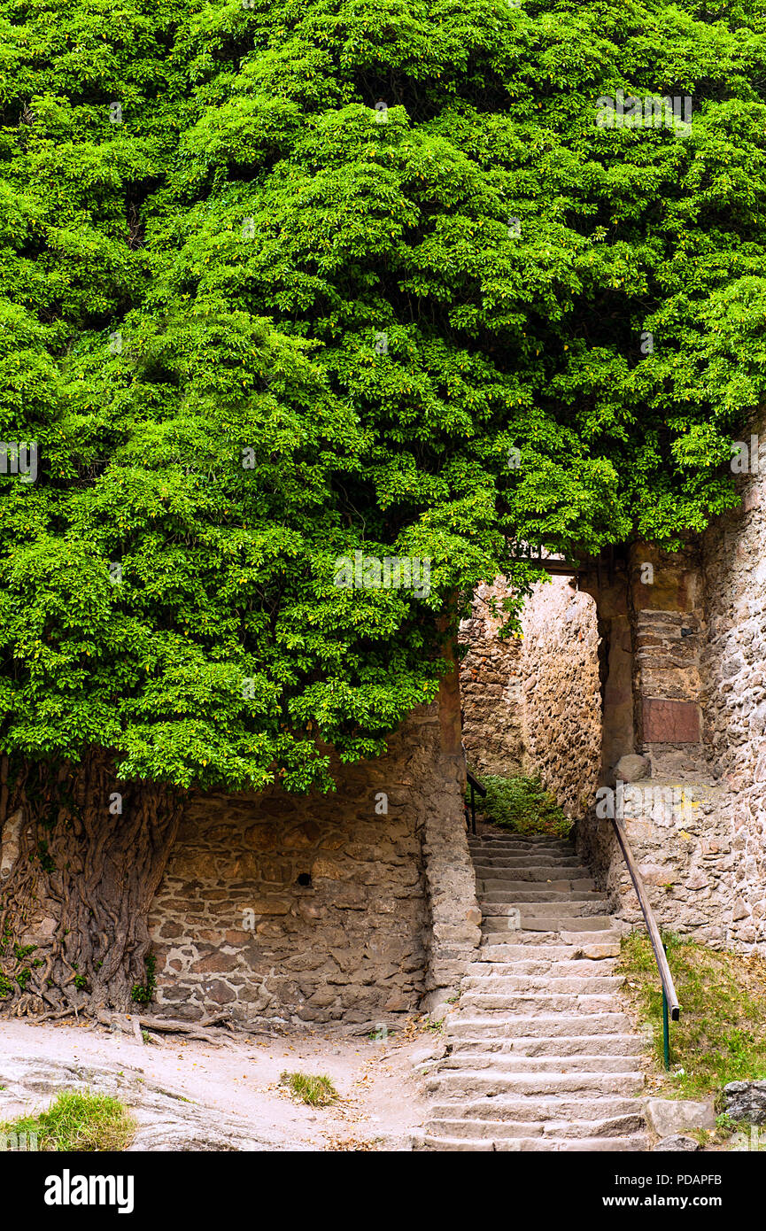 Overgrown ivy tree climbing an old stone wall. Stairs and passage on right Stock Photo