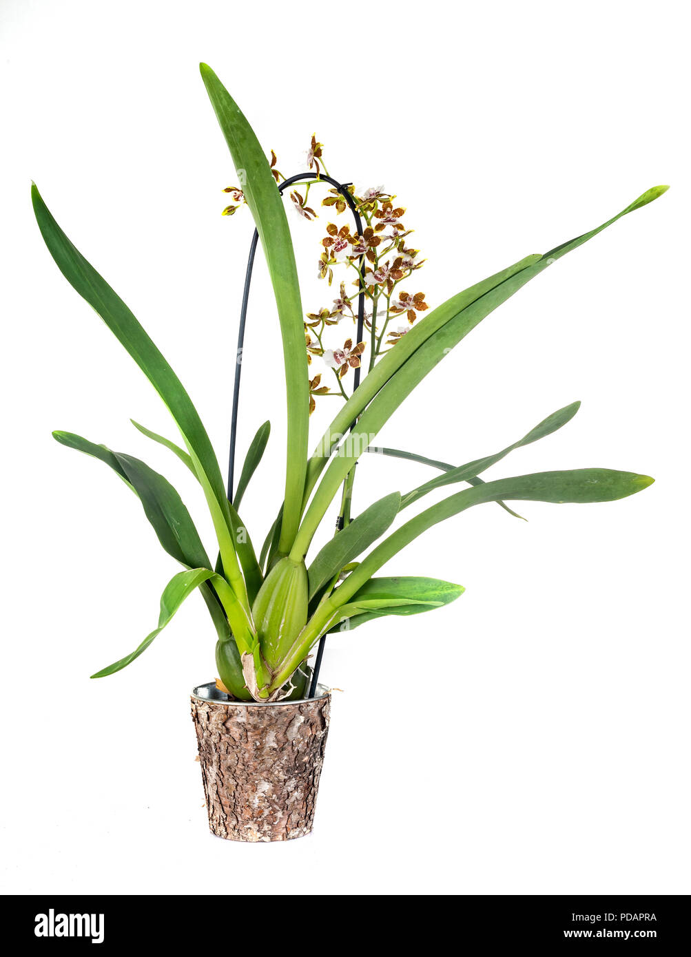 Oncidium orchids in front of white background Stock Photo