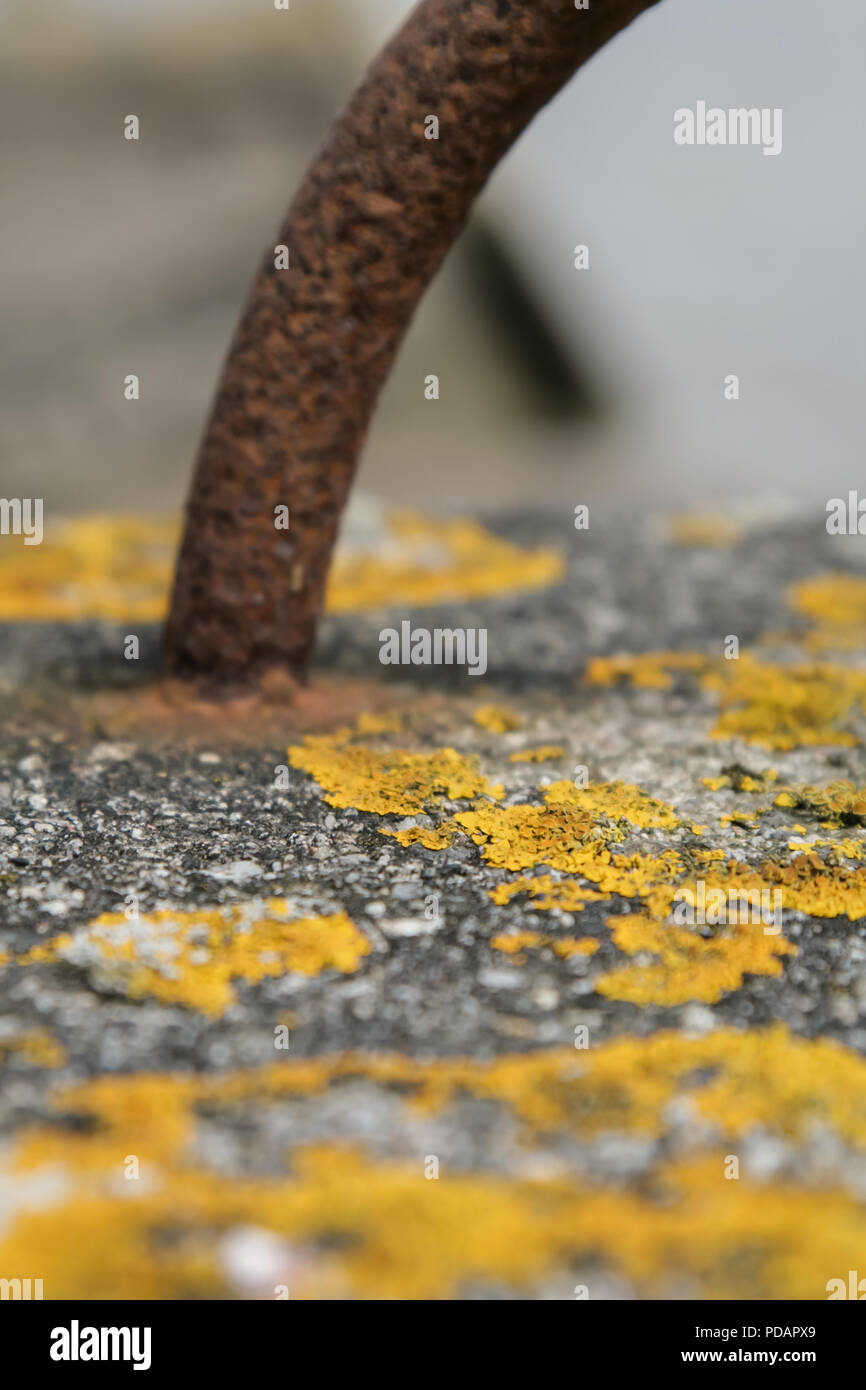Yellow lichen on concrete bollard Stock Photo