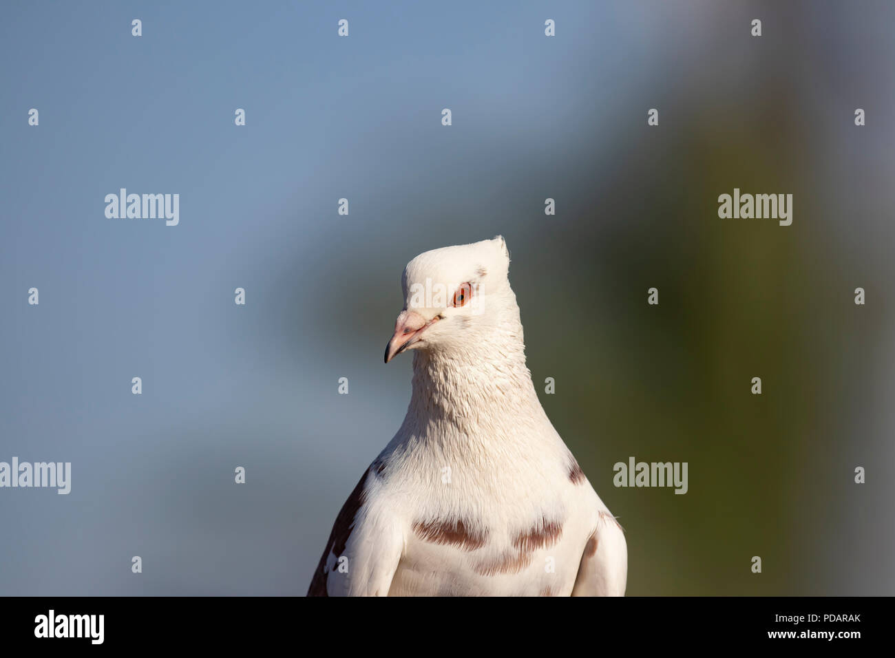 White head pigeon with head crest Stock Photo