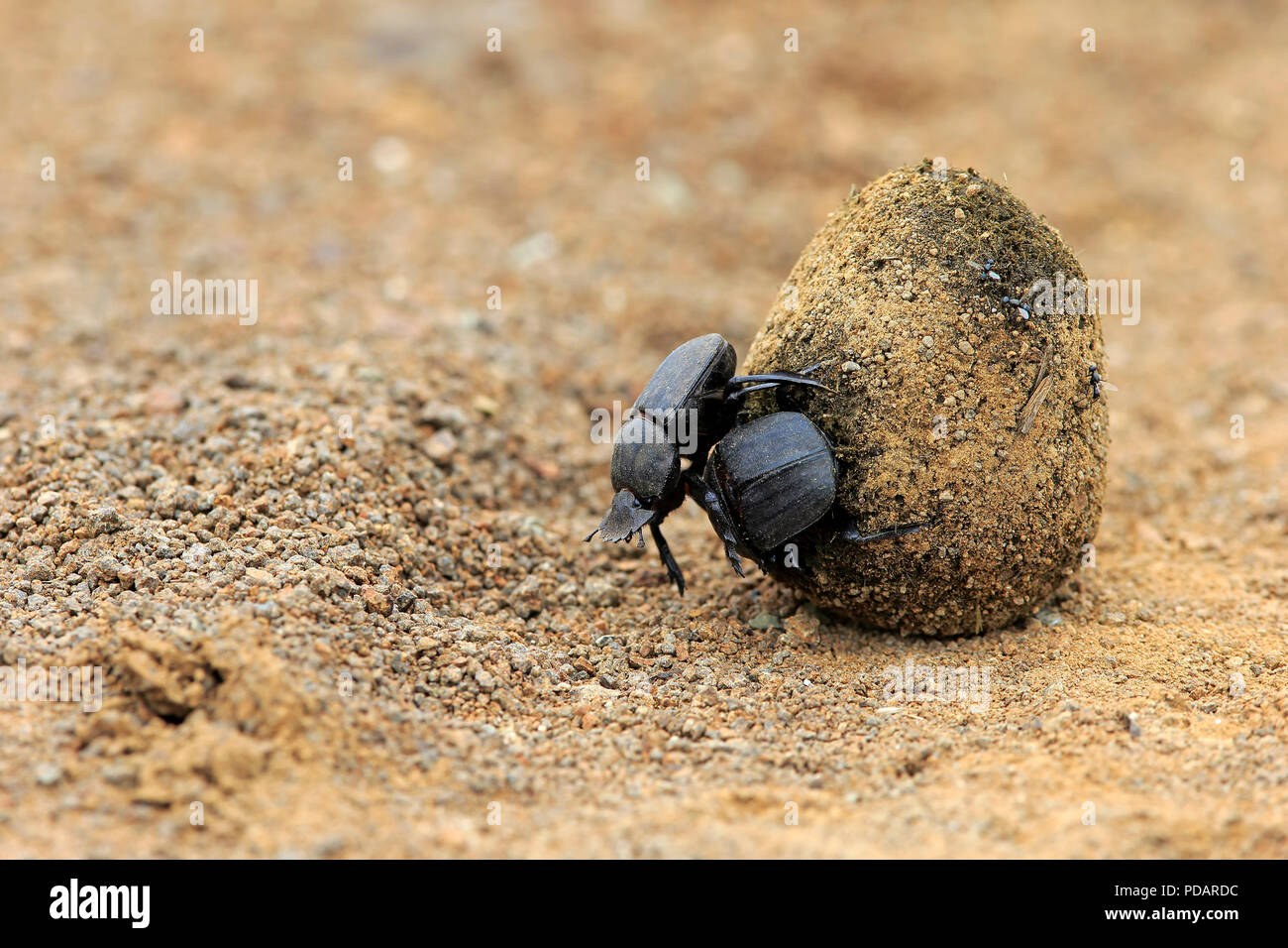 Dung Beetle, adult couple rolls elephant dung for egg deposition, Isimangaliso Wetland Park, Kwazulu Natal, South Africa, Africa, Scarabaeus sacer Stock Photo