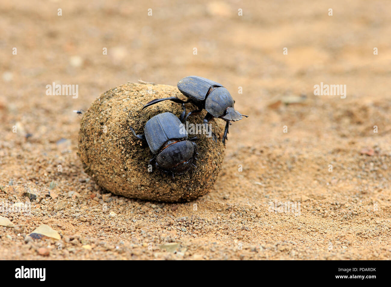 Dung Beetle, adult couple rolls elephant dung for egg deposition, Isimangaliso Wetland Park, Kwazulu Natal, South Africa, Africa, Scarabaeus sacer Stock Photo