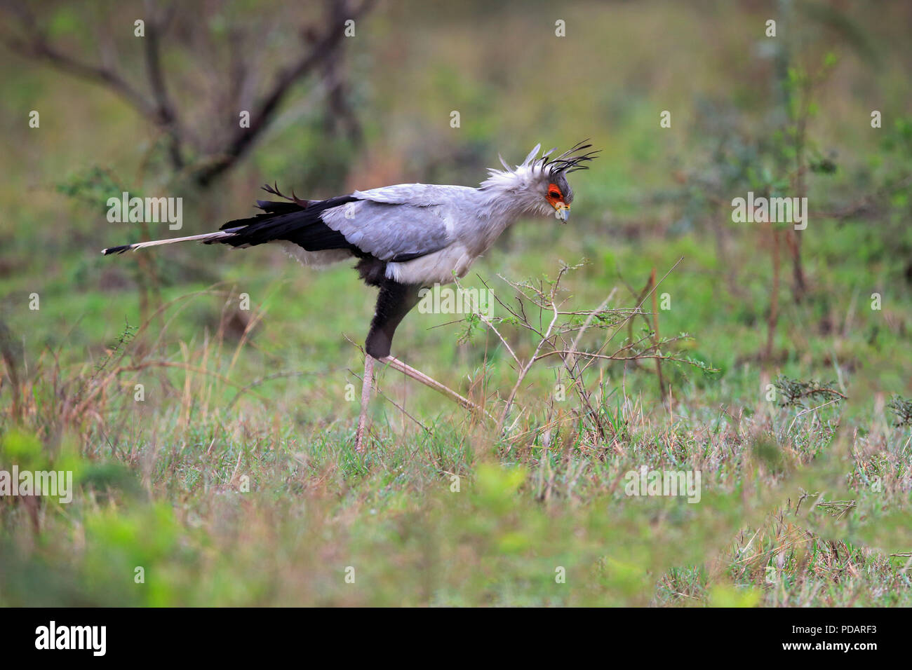Secretary Bird, adult hunting, Hluhluwe Umfolozi Nationalpark, KwaZulu