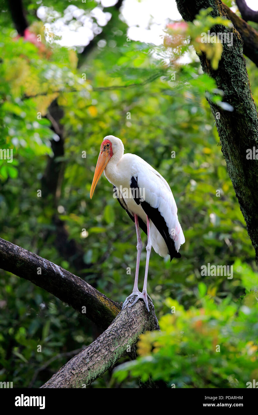 Painted Stork, adult on tree, Singapore, Asia, Mycteria leucocephala, Stock Photo