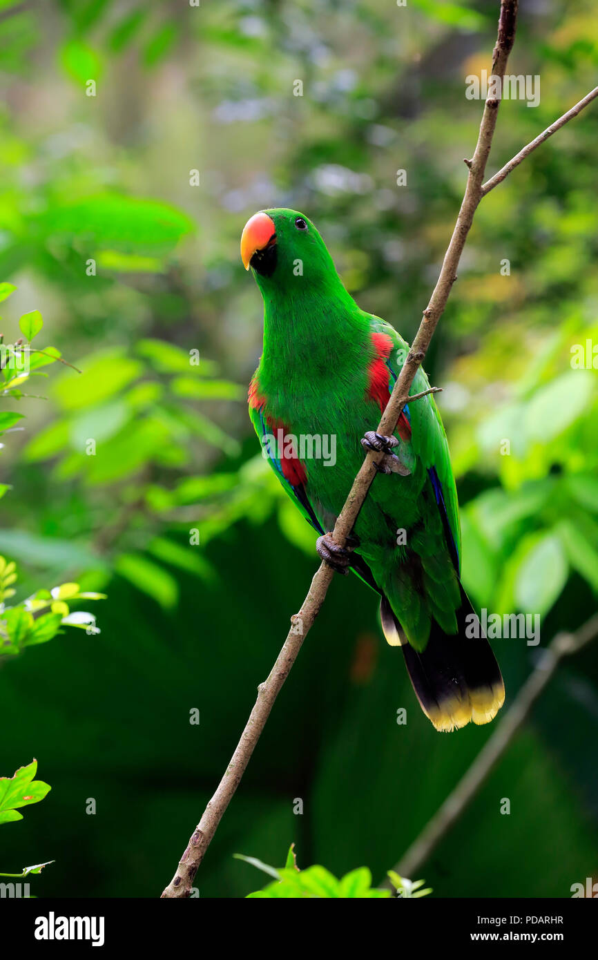 Eclectus Parrots, adult male on branch, Singapore, Asia, Eclectus roratus Stock Photo