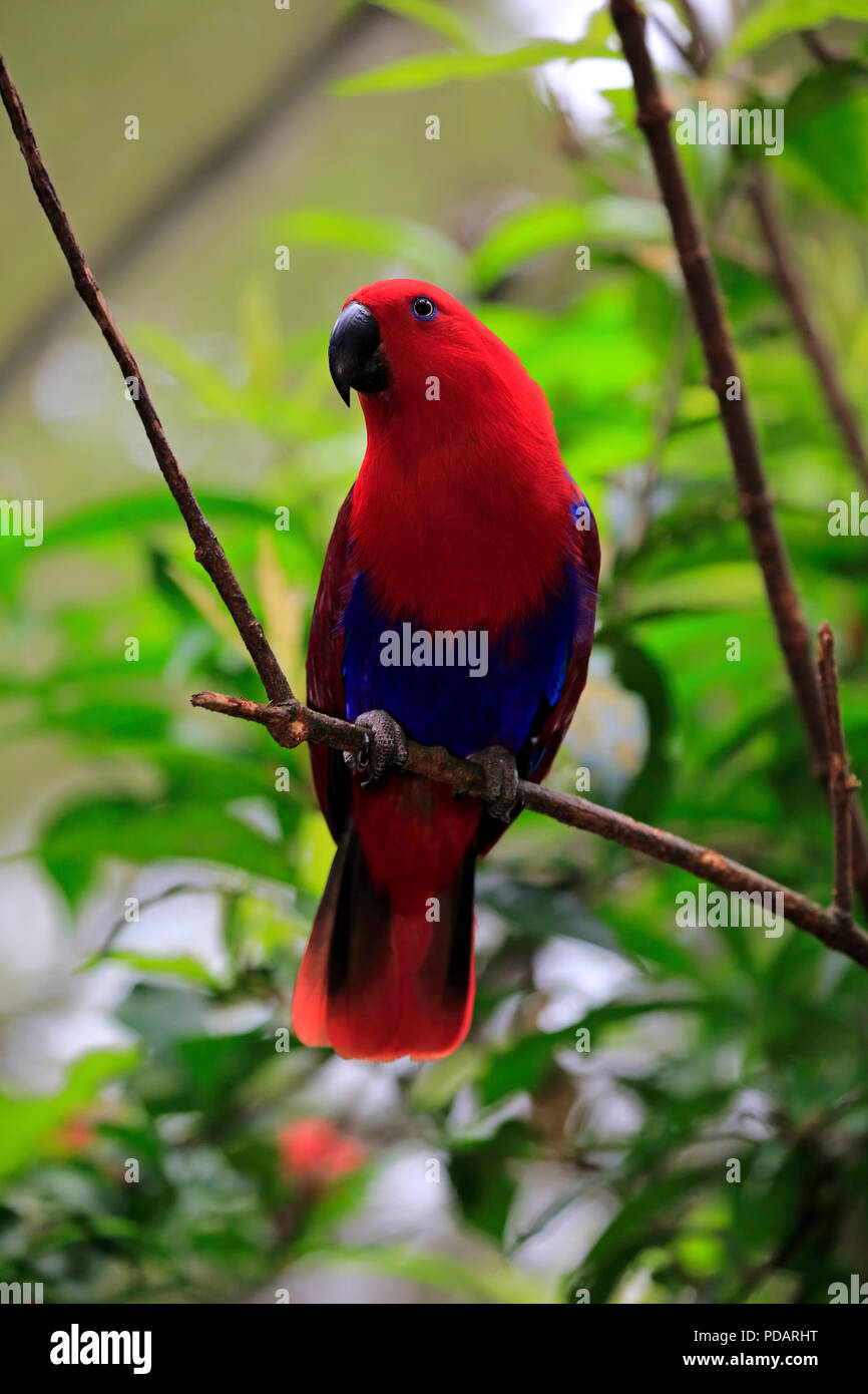 Eclectus Parrots, adult female on branch, Singapore, Asia, Eclectus roratus Stock Photo