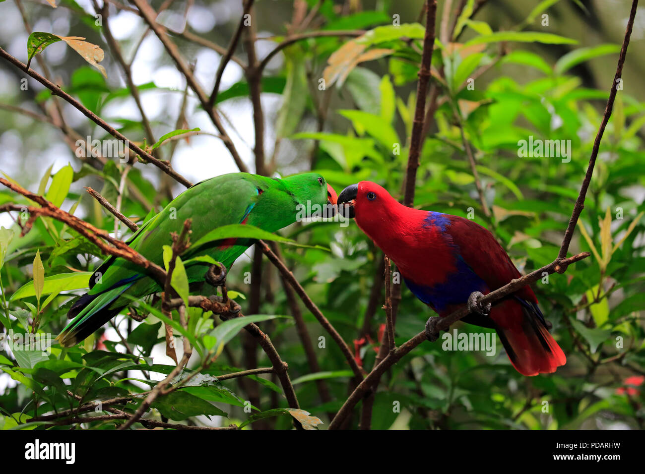 Eclectus Parrots, adult couple branch, social behaviour, Singapore, Asia, Eclectus roratus Stock Photo