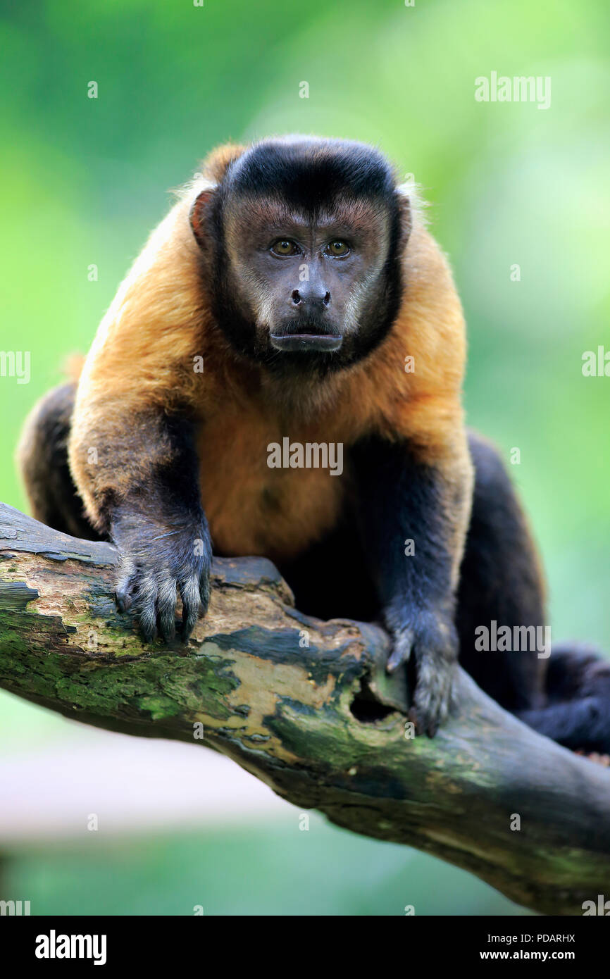 Brown Capuchin, South America, Cebus apella Stock Photo