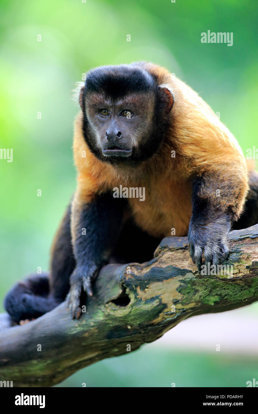 Macaco-prego-das-Guianas (Sapajus apella), Tufted capuchin