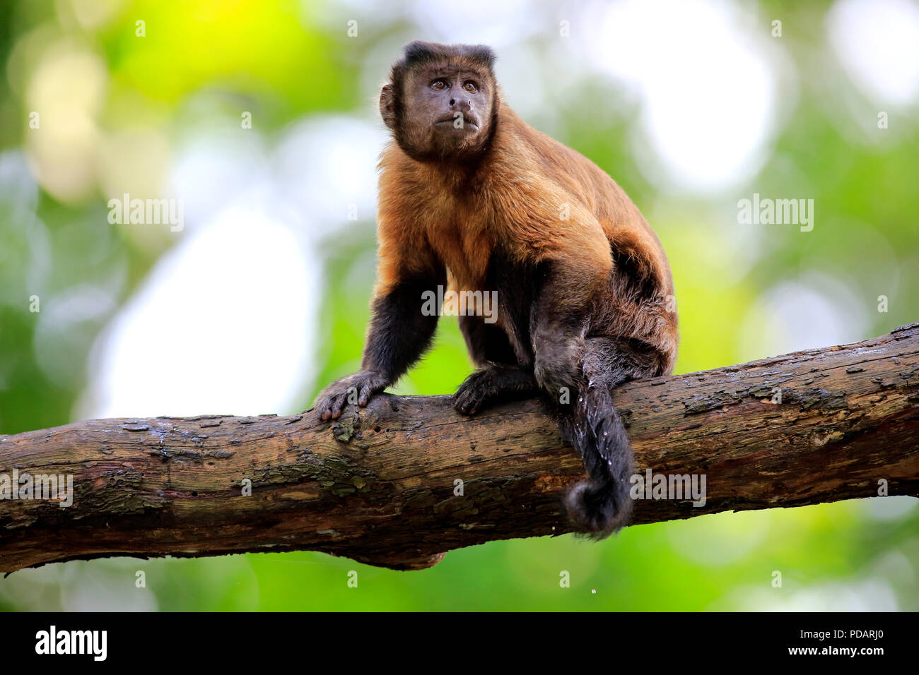 Brown Capuchin, South America, Cebus apella Stock Photo