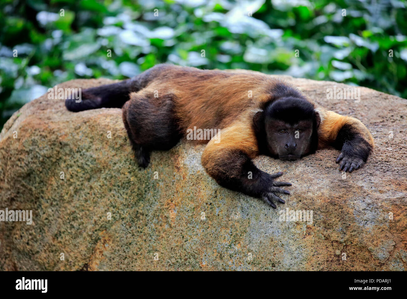 Brown Capuchin, South America, Cebus apella Stock Photo