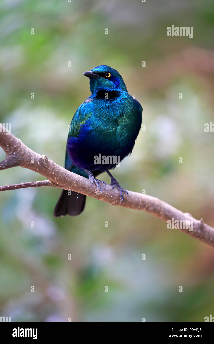 Greater Blue Eared Glossy Starling, adult on branch, Africa, Lamprotornis chalybaeus Stock Photo