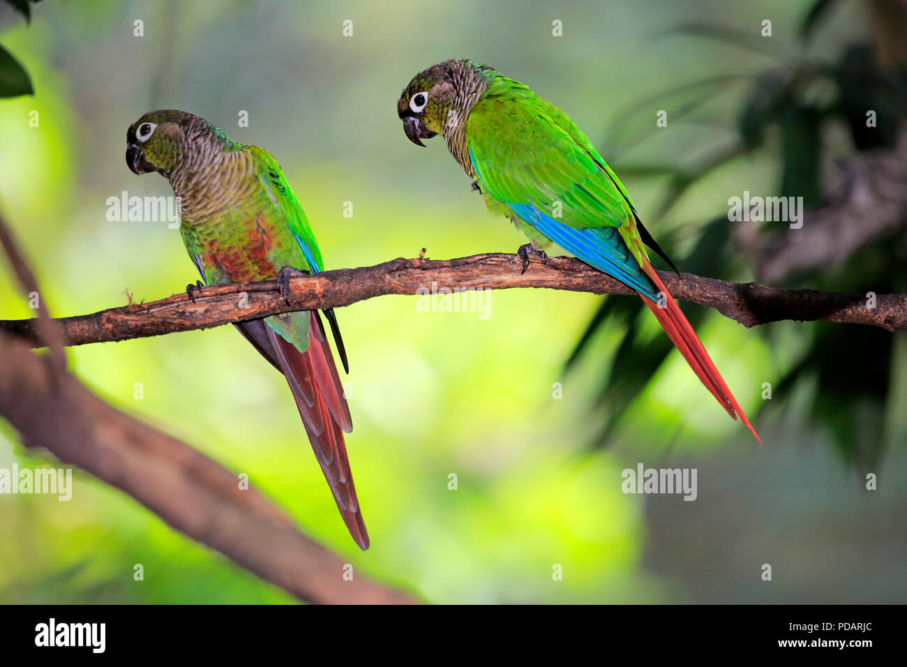 Green Cheeked Parakeet, adult couple on branch, South America, Pyrrhura