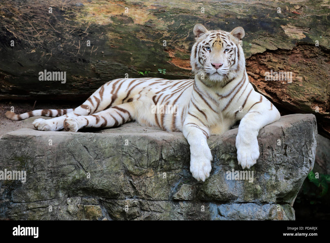 Painting of Bengal Tiger Resting in the Grass on Display at Jaipur