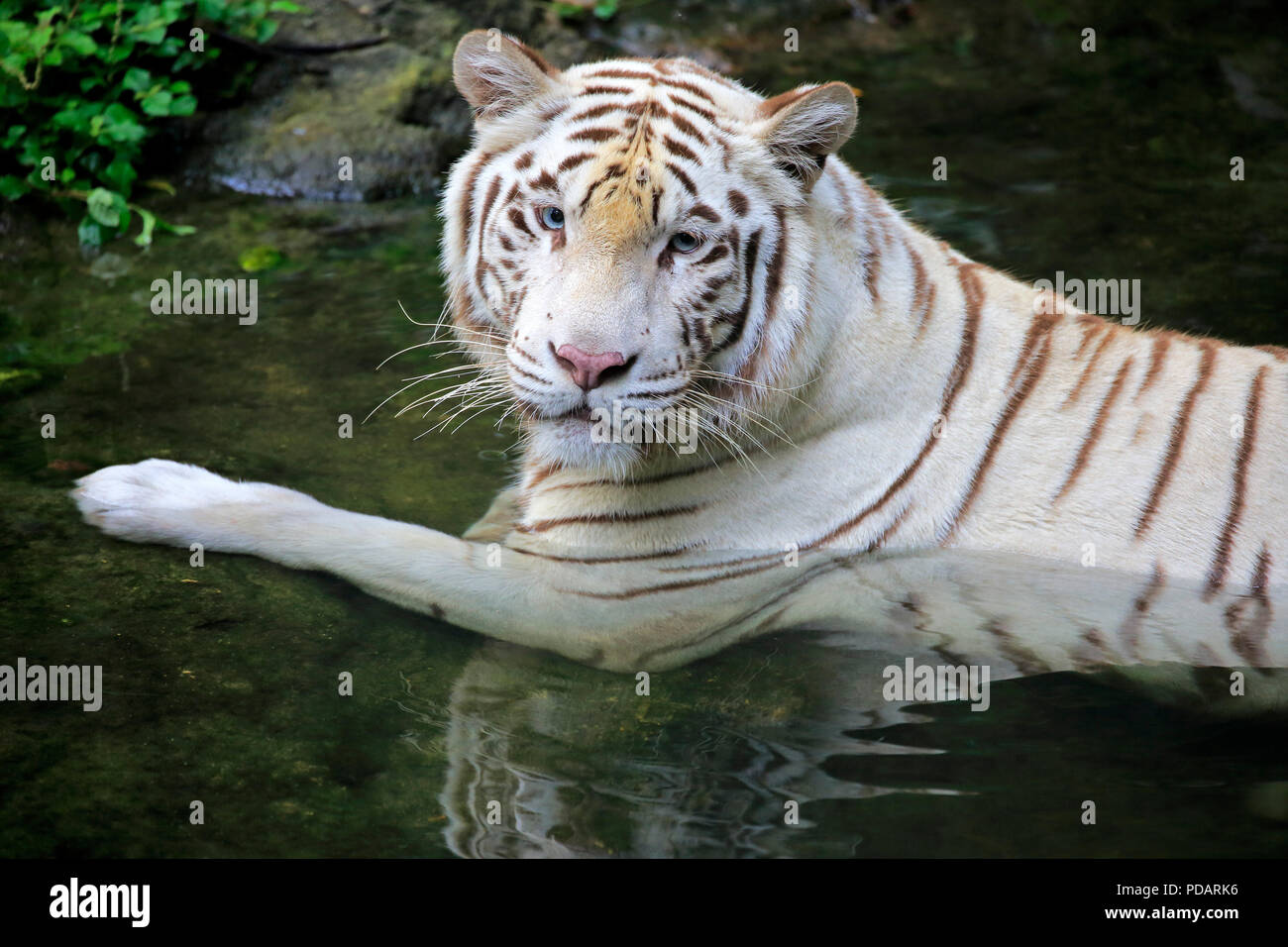 Indian Tiger White Form, White tiger, Bengal tiger, adult in water, India, Asia, Panthera tigris tigris Stock Photo