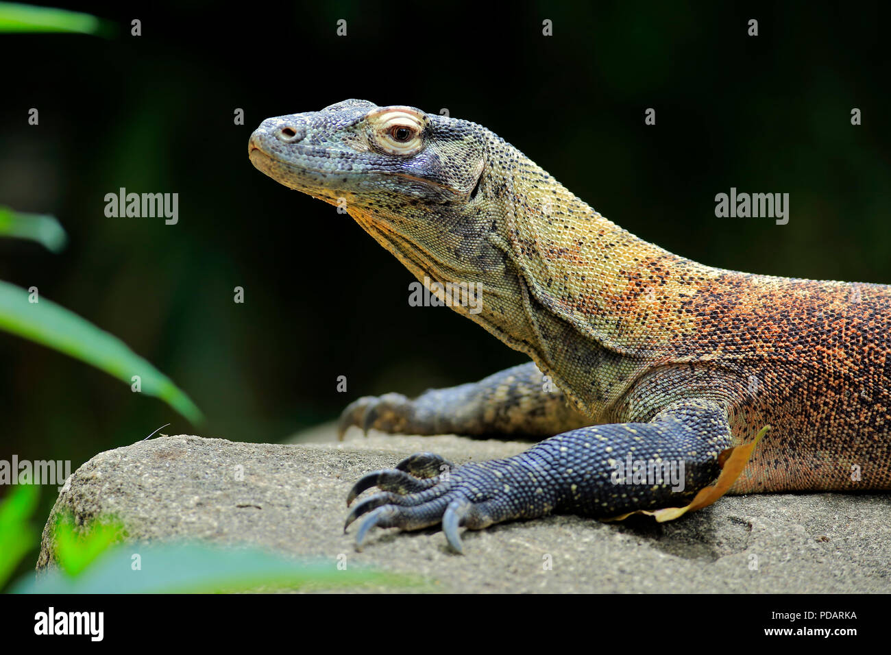 Komodo Dragon, adult on rock portrait, captive, Singapore, Asia, Varanus komodoensis Stock Photo