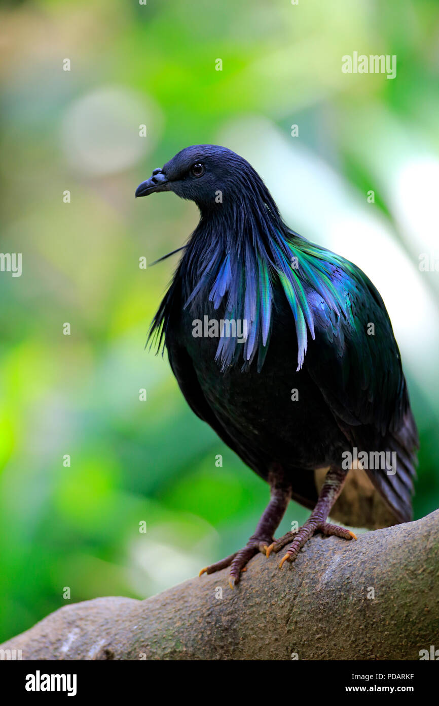 Nicobar Pigeon, adult on tree, captive, Singapore, Asia, Caloenas nicobarica Stock Photo