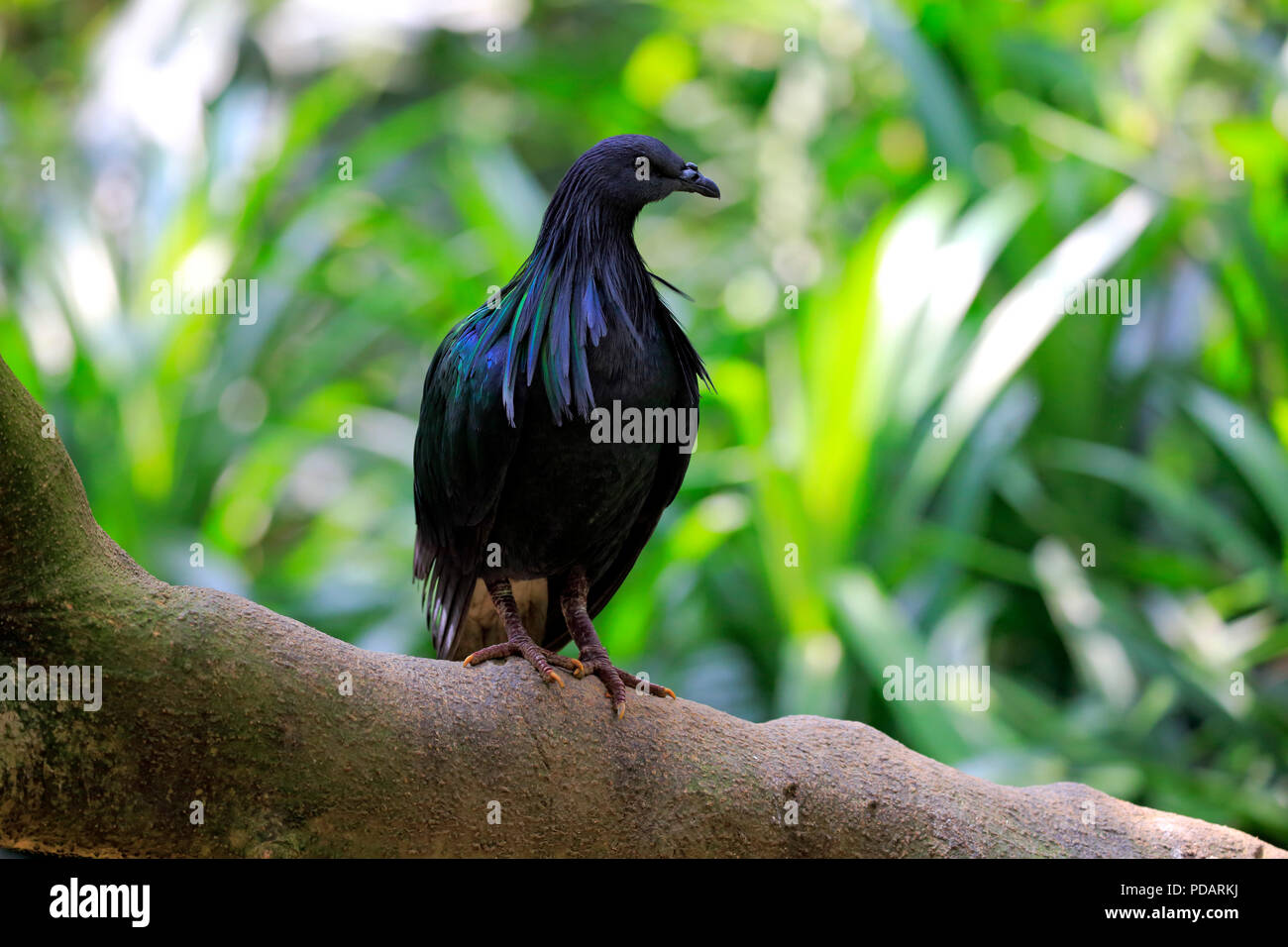 Nicobar Pigeon, adult on tree, captive, Singapore, Asia, Caloenas nicobarica Stock Photo