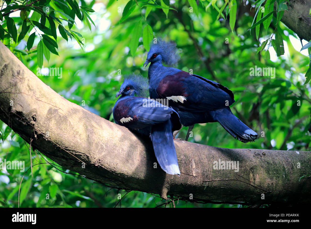 Crowned Pigeon, adult couple on tree, captive, Singapore, Asia, Goura spec. Stock Photo