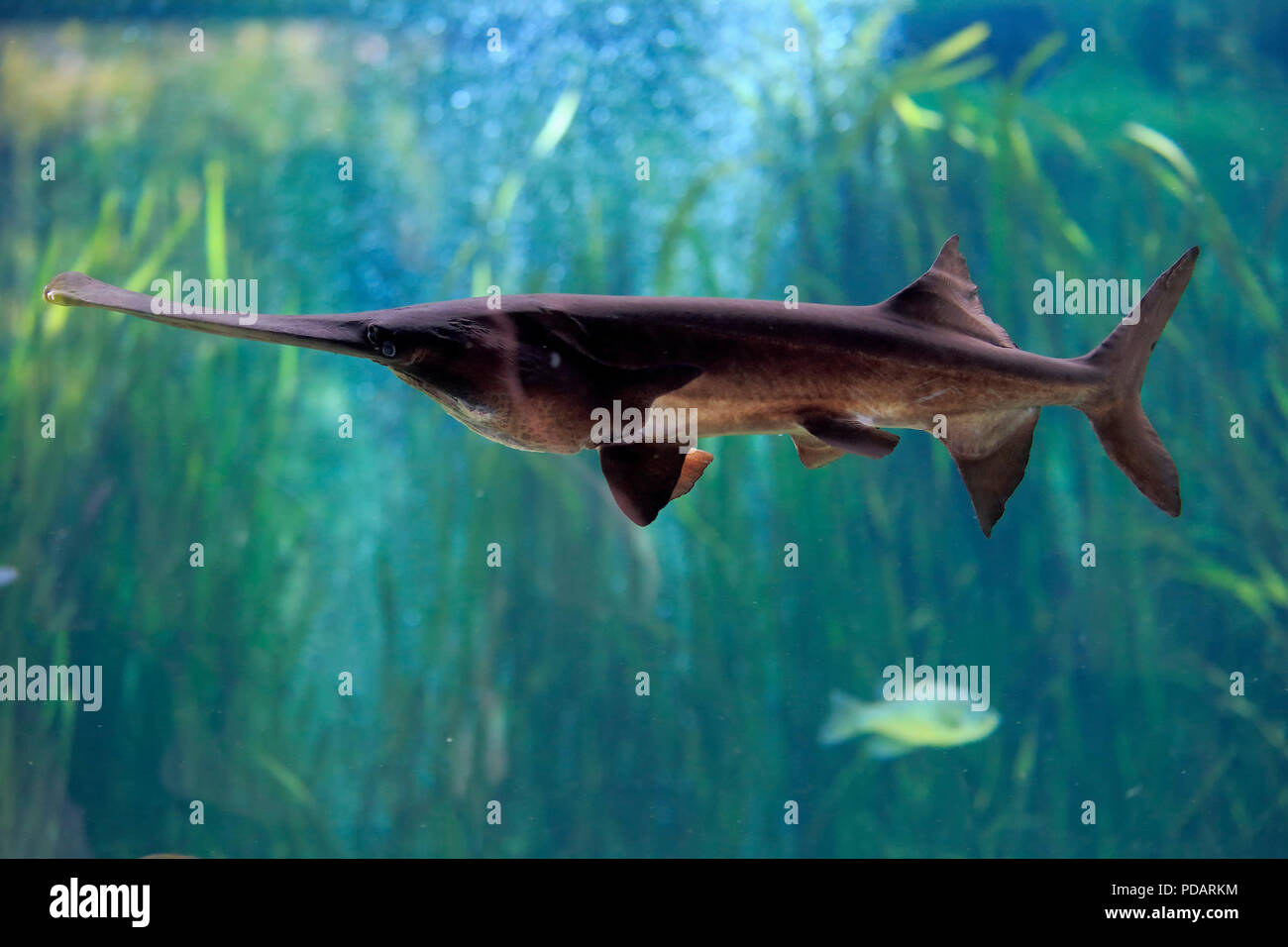 American paddlefish, distribution Mississippi River, captive, Singapore, Polyodon spathula Stock Photo