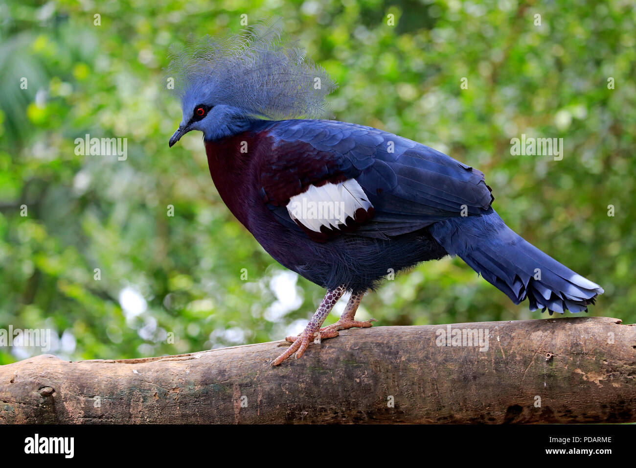 Southern Crowned Pigeon, adult on tree, captive, Singapore, Asia, Goura scheepmakeri Stock Photo