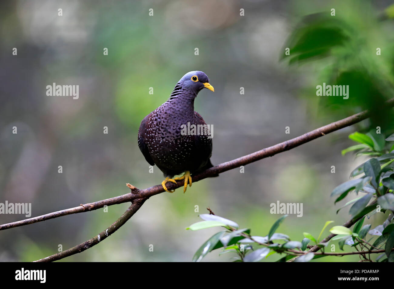 African Olive Pigeon, adult on tree, captive, Singapore, Asia, Columba arquatrix Stock Photo